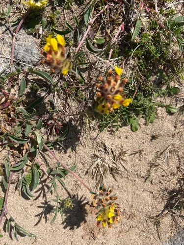 Common Kidneyvetch — photo by Kate Hart