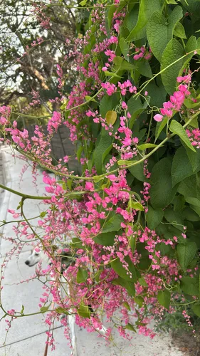 Coral Vine — photo by craftycass