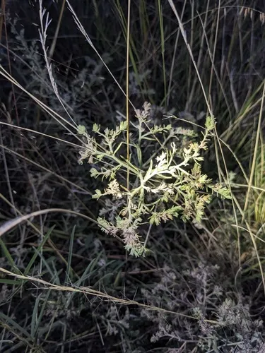 Texas Saucerflower
