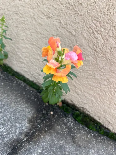 Garden Snapdragon — photo by Claire Babetz