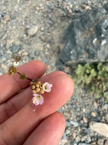 Valley Ringstem — photo by Terry Loeb