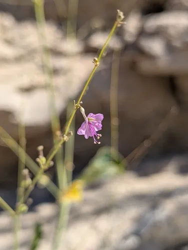 Big Bend Ringstem