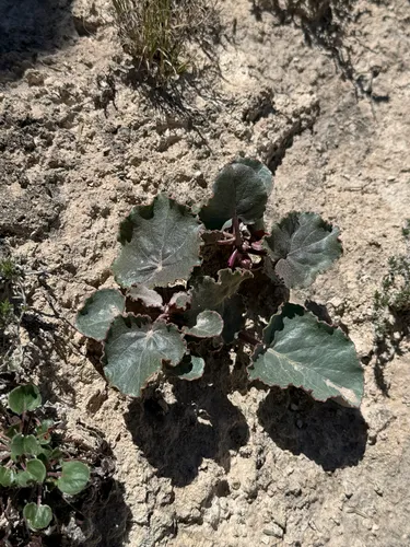 Southwestern Ringstem