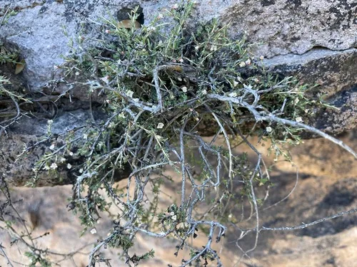 Apachebush