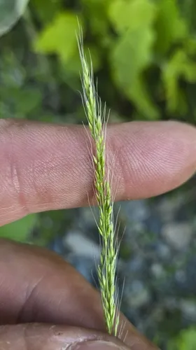 Dense Silkybent — photo by François Rousseu
