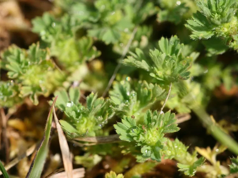 Field Parsley Piert