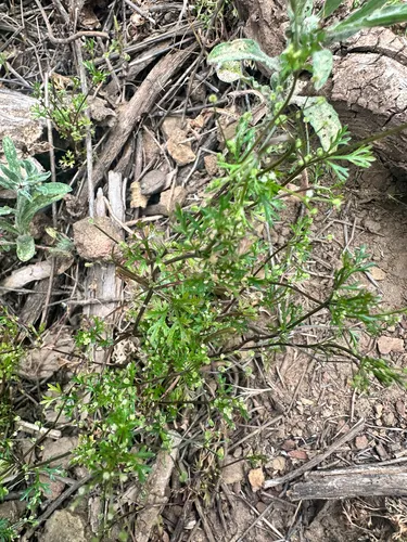 Mock Parsley — photo by Hannah Craddock
