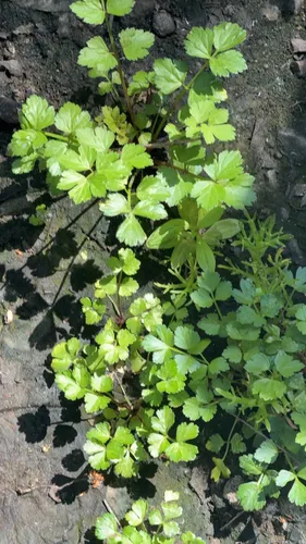 Wild Celery