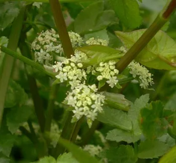 European Marshwort