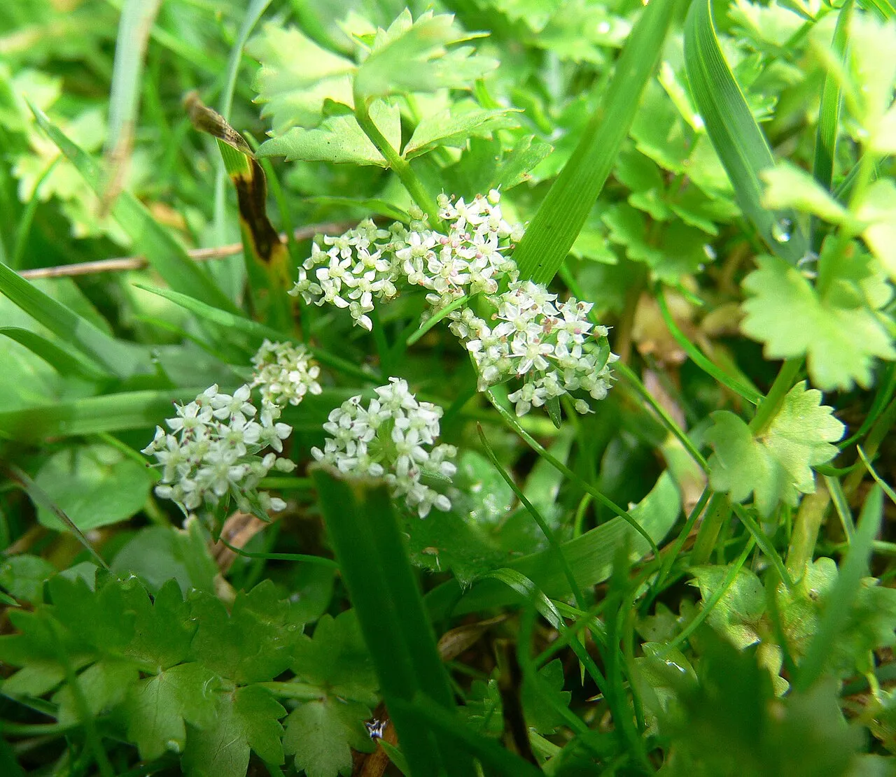 Creeping Marshwort