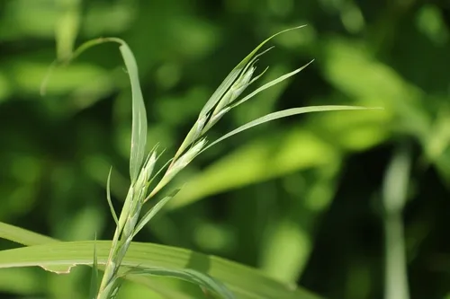 Mauritian Grass — photo by lubukun
