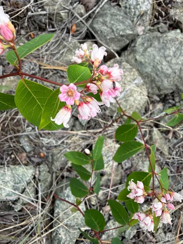 Spreading Dogbane