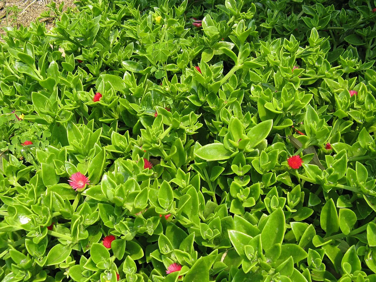 Heartleaf Iceplant — photo by KENPEI