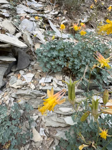 Oil Shale Columbine — photo by Kenzie Anderson-Bell