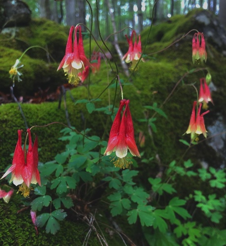 Wild Columbine — photo by madbeck
