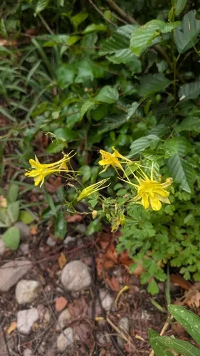 Golden Columbine