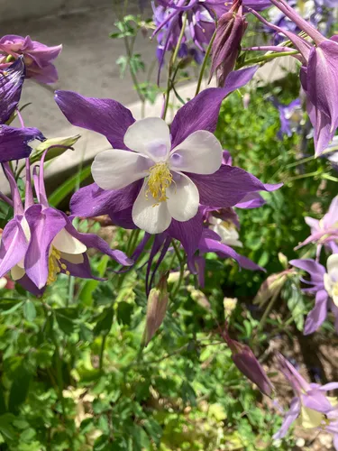 Colorado Blue Columbine