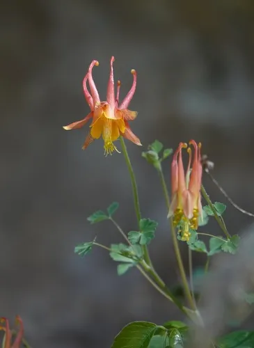 Desert Columbine