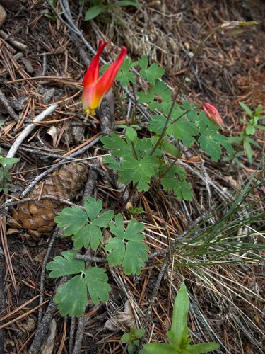 Western Red Columbine — photo by faerthen