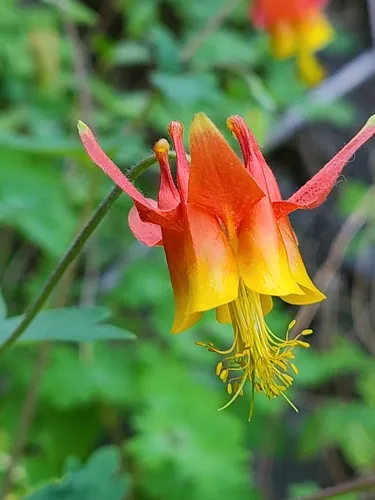 Western Columbine — photo by Nils N