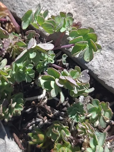 Jones' Columbine