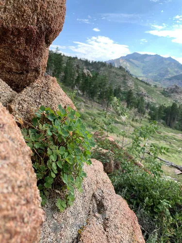 Laramie Columbine — photo by Greg Pappas
