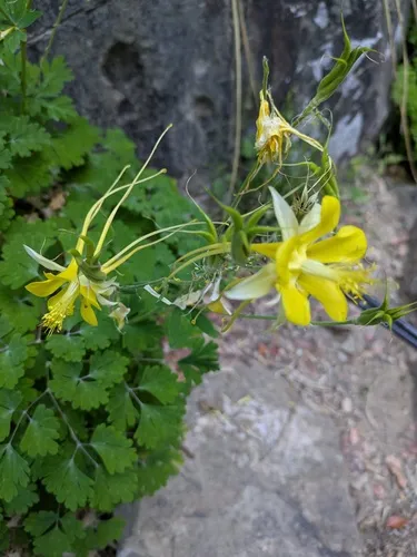 Longspur Columbine — photo by mountainlionwoman