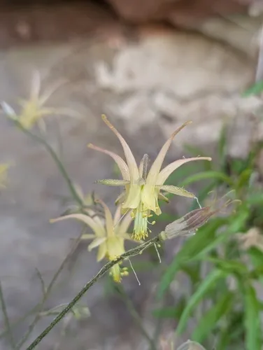 Mancos Columbine — photo by Jennifer Ackerfield