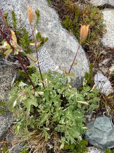 Sierra Columbine — photo by Tim Giller