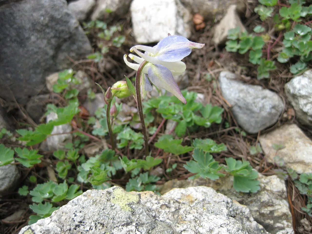 Rocky Mountain Blue Columbine — photo by Meneerke bloem