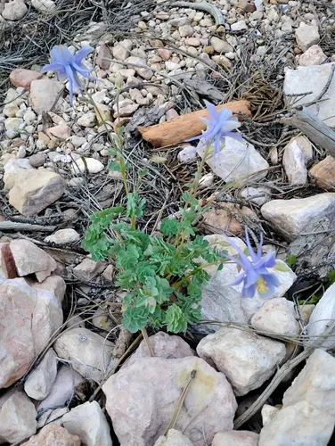 Utah Columbine — photo by Elizabeth Tymkiw