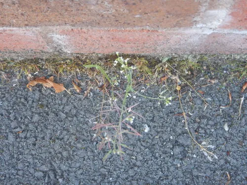 Mouseear Cress — photo by pete_gateley