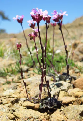 Waldo Rockcress — photo by Adam Schneider