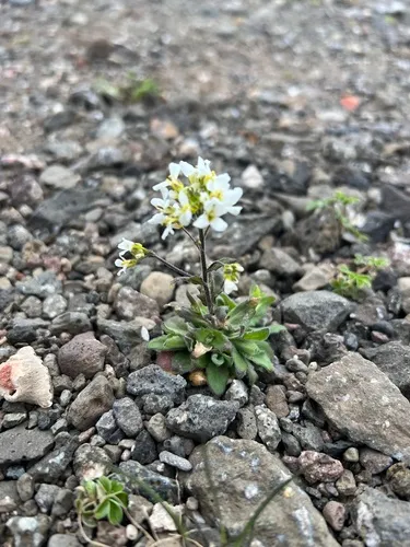 Alpine Rockcress