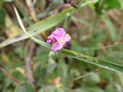 Rose Rockcress — photo by moss