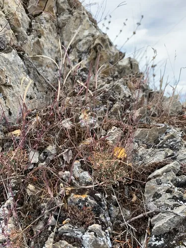 Wetsoil Rockcress — photo by Tynan Ramm-Granberg