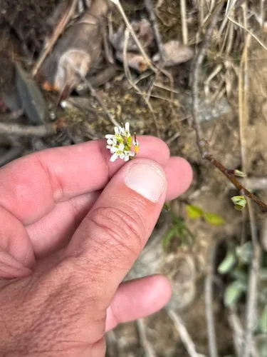 Eschscholtz's Hairy Rockcress — photo by Tom Groves