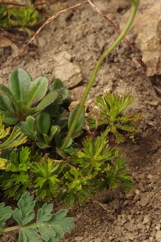 Columbia Gorge Rockcress (var. furcata) — photo by Hayden Wright