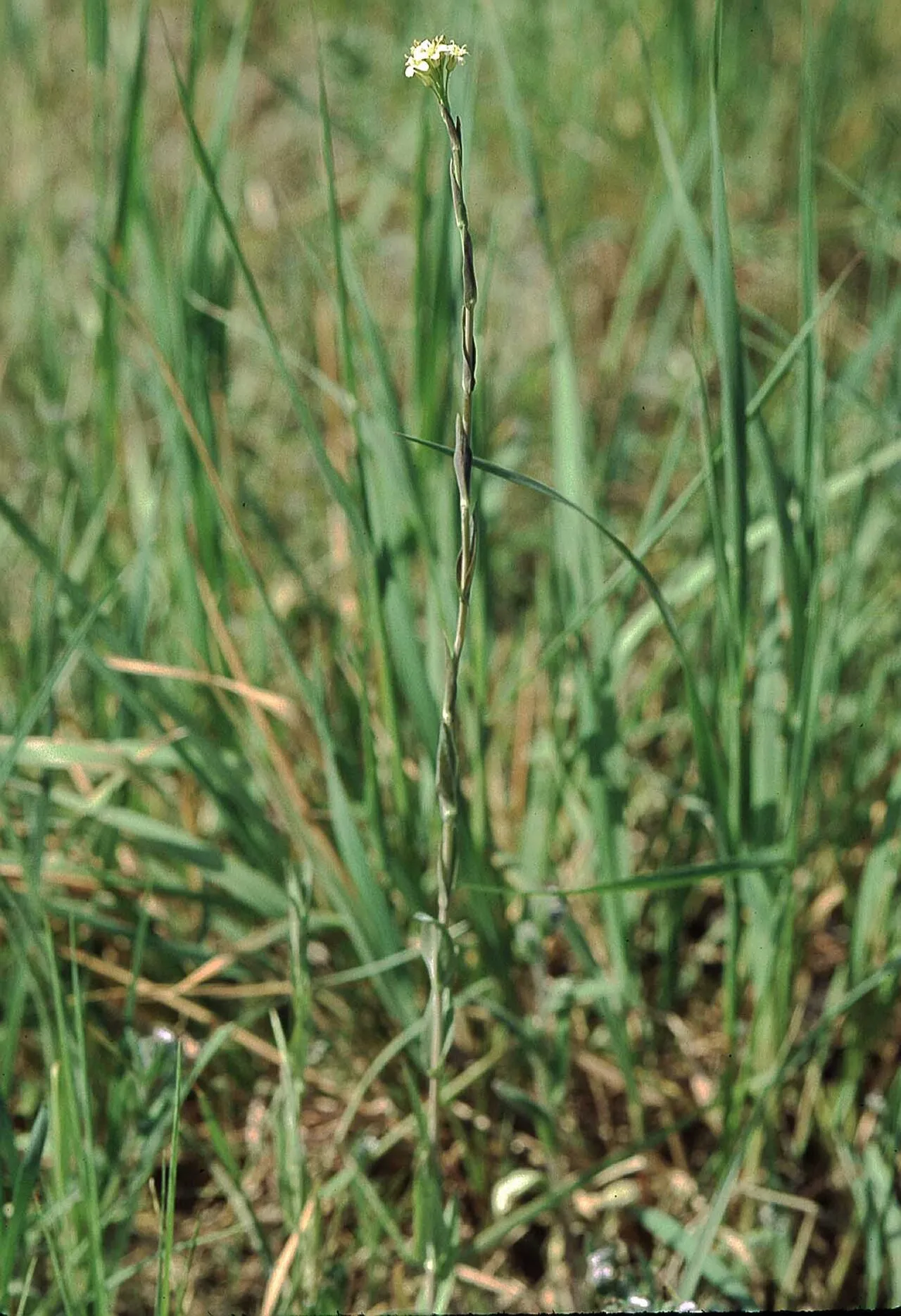 Tower Rockcress — photo by Wikimedia Commons