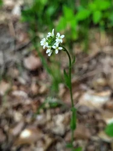 Hairy Rockcress — photo by salvia24