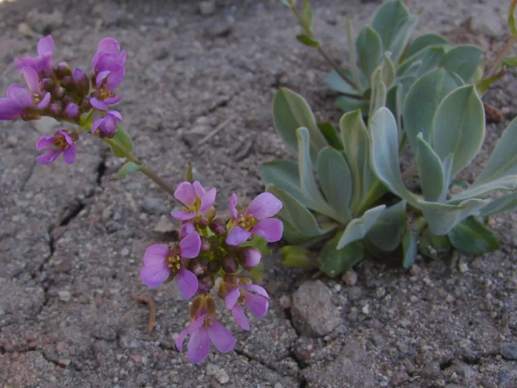 Lemmon's Rockcress — photo by Merrie Freed