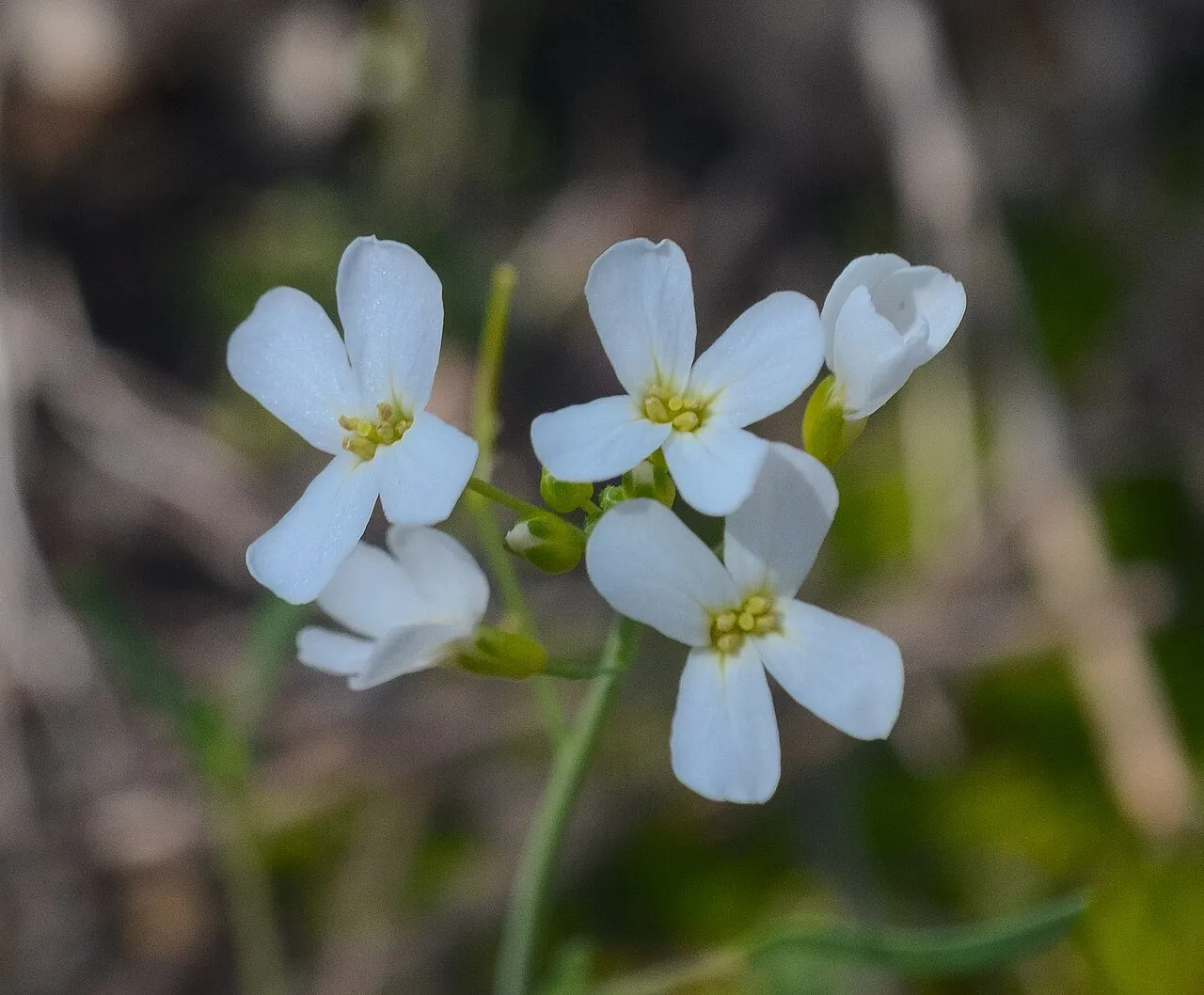 Lyrate Rockcress — photo by Joshua Mayer from Madison, WI, USA
