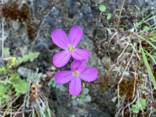 Rogue Canyon Rockcress — photo by Dee Shea Himes