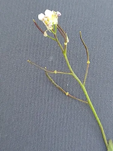 Nuttall's Rockcress — photo by John Gaskin