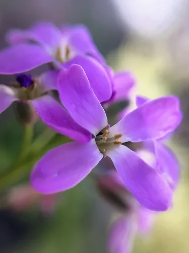 Oregon Rockcress — photo by Cesar Garcia Olmos