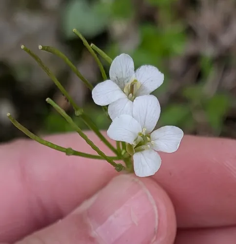 Spreading Rockcress — photo by Claire Ciafré