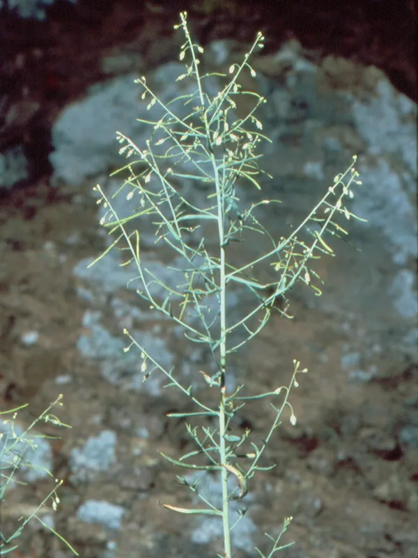 Shale Barren Rockcress — photo by Paul J Harmon