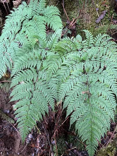 Santa Cruz Island Hollyfern — photo by Kenneth R. Wood (NTBG)