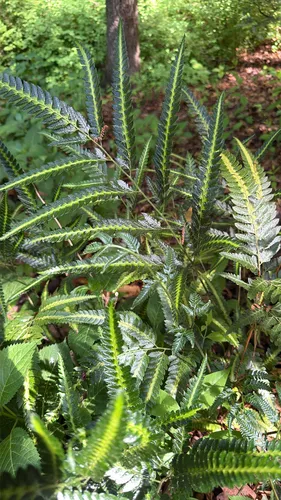 Simpler Hollyfern