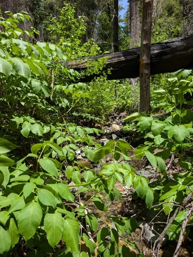 California Spikenard